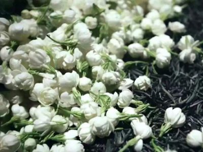 喝茶治口臭嗎，什么茶治口臭好？