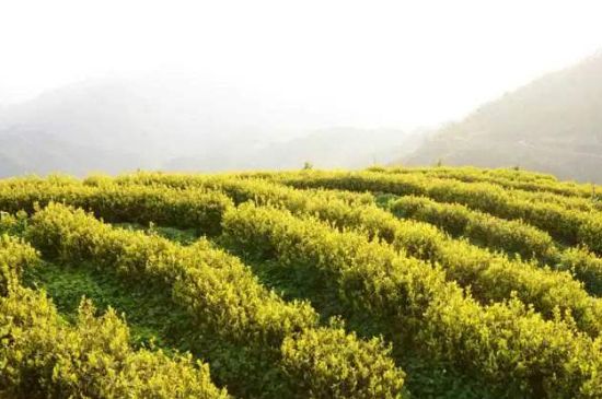 黃金茶的功效及禁忌癥，黃金茶有什么副作用嗎？