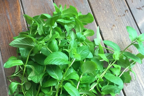 薄荷茶的功效與作用，喝薄荷茶有什么好處？
