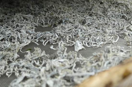 麗江雪茶的功效與作用，白雪茶有什么功效和作用