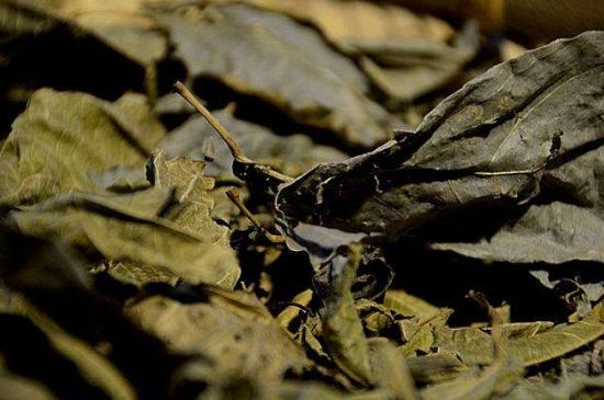 鷓鴣茶什么人不適合喝，鷓鴣茶的禁忌人群