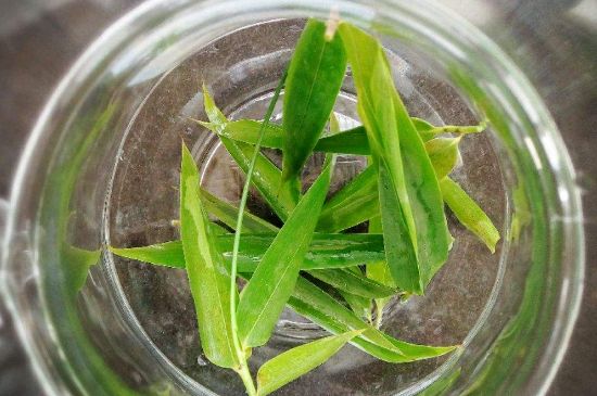 竹葉茶的禁忌，竹葉泡茶的功效禁忌