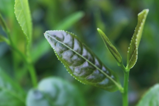 綠茶第一泡要倒掉嗎，為什么綠茶第一泡不喝？