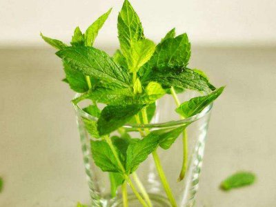 喝茶治口臭嗎，什么茶治口臭好？