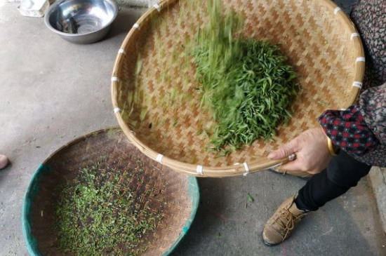 炒青茶為什么便宜，炒青綠茶好喝嗎？