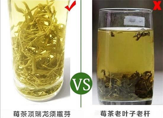 張家界茅巖莓茶與藤茶是同一種茶嗎，藤茶跟莓茶一不一樣？
