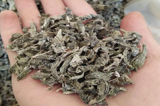 張家界莓茶真假對比，野生莓茶的鑒別方法