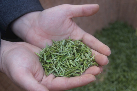 茶葉可以放冰箱嗎，茶需要放冰箱保存嗎