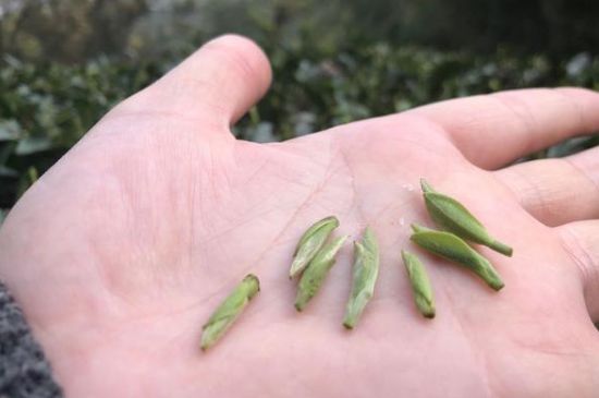 春茶季怎么辨別白毫銀針的好壞，好的白毫銀針如何選購？