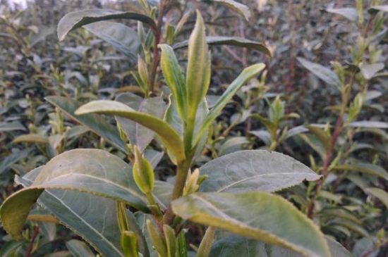 家庭如何保存碧螺春茶葉，蘇州洞庭碧螺春綠茶怎么保存？