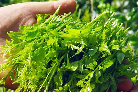 茅巖莓茶別名是什么，莓茶別名叫藤茶嗎？