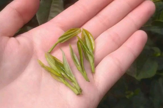 炒青茶為什么便宜，炒青綠茶好喝嗎？