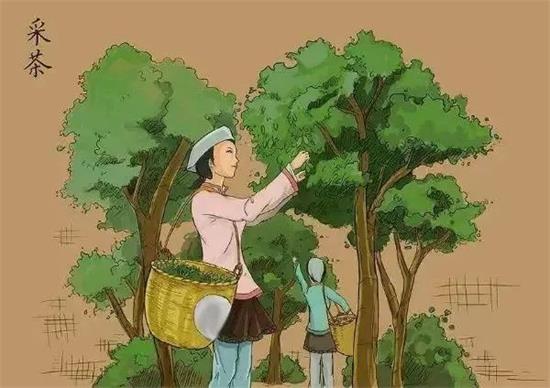 制茶八步驟，制茶工藝流程圖