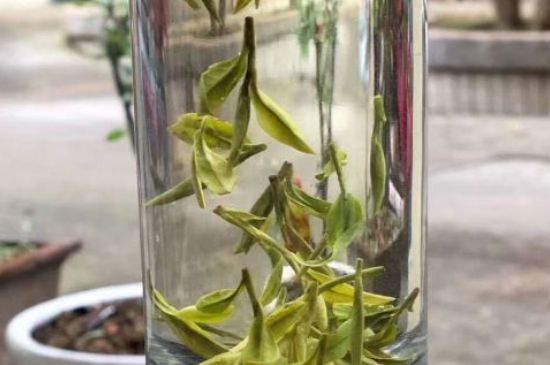 蒸汽煮茶器適合什么茶，蒸汽煮茶器適合用綠茶嗎？