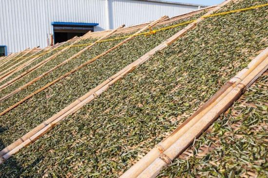 武夷巖茶的初制、精制加工工藝詳細(xì)講解