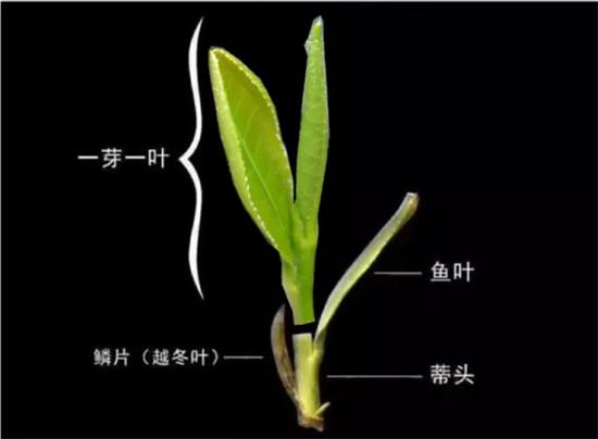 摘茶葉最快的方法，采摘茶葉怎么才能快？