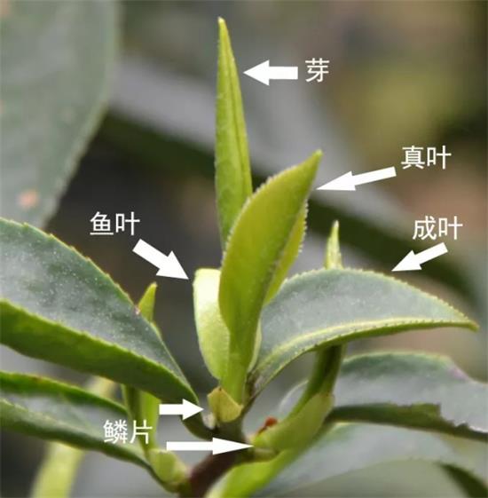 摘茶葉最快的方法，采摘茶葉怎么才能快？