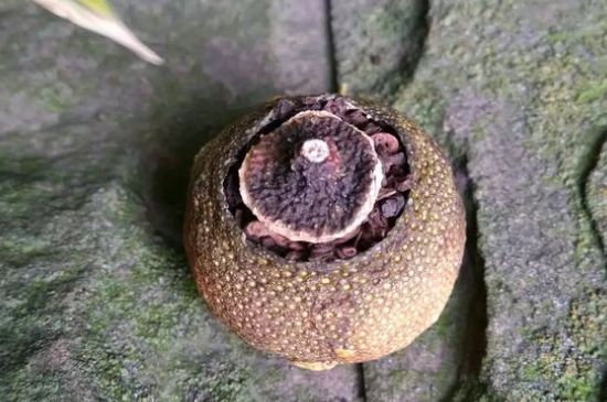 家庭自制柑普茶方法，小青柑制作9個(gè)步驟竅門（圖片）