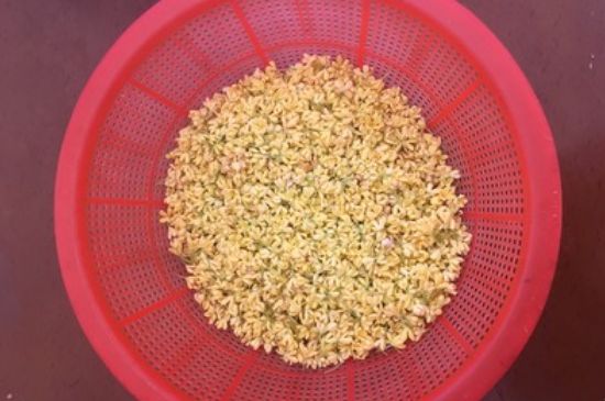 干桂花茶的制作方法，怎樣自制桂花茶？