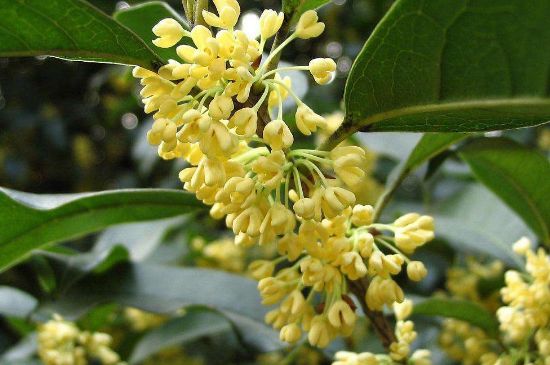 干桂花茶的制作方法，怎樣自制桂花茶？