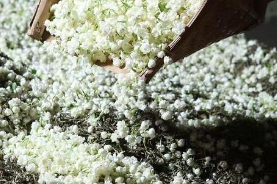 茉莉茶葉的功效與禁忌，什么人不適合喝茉莉花茶？