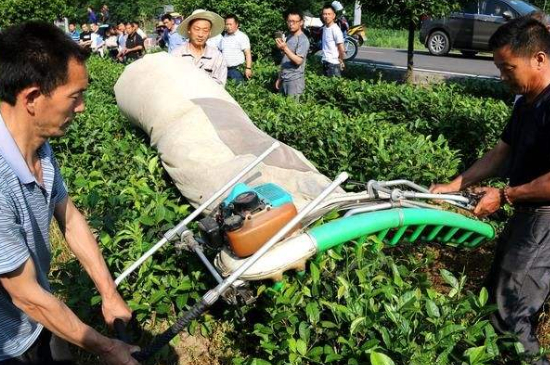 采茶的方法與步驟，如何正確采摘茶葉？