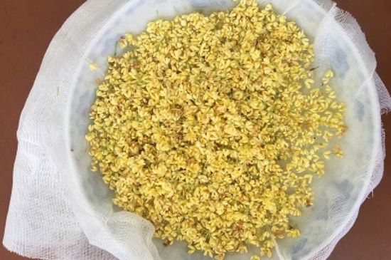 干桂花茶的制作方法，怎樣自制桂花茶？