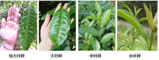 摘茶葉最快的方法，采摘茶葉怎么才能快？