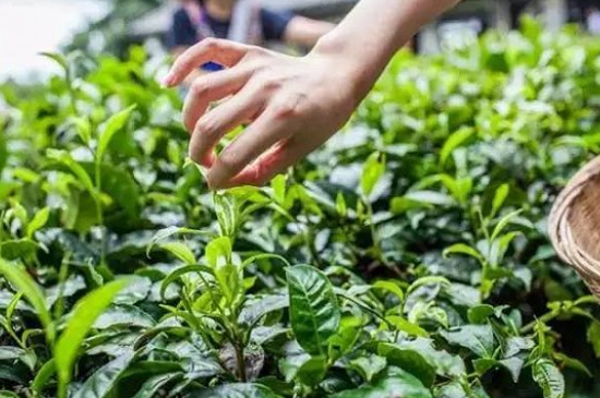 綠茶加工工藝流程圖，綠茶的加工制作包含哪幾個(gè)步驟？