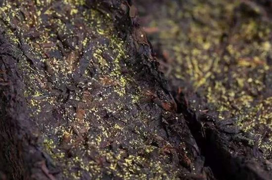 茯磚茶與普洱茶哪個好，茯茶和普洱茶口味區(qū)別