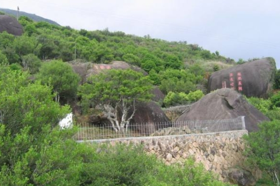 宋種一號(hào)價(jià)值為什么高，鳳凰單樅宋種1號(hào)價(jià)格與產(chǎn)量多少？