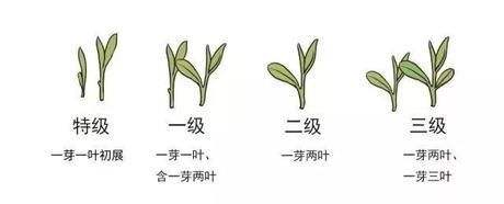 烏牛早和龍井的區(qū)別圖片，龍井43號(hào)和烏牛早茶的對(duì)比