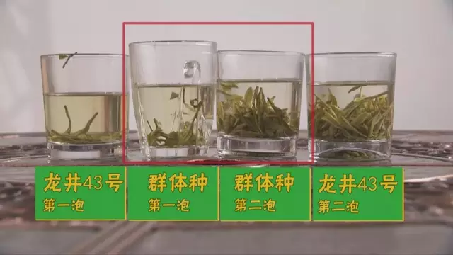 烏牛早和龍井的區(qū)別圖片，龍井43號(hào)和烏牛早茶的對(duì)比