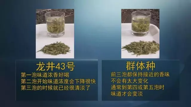 龍井群體種和43號(hào)的區(qū)別圖片，龍井43和群體種哪個(gè)好喝？