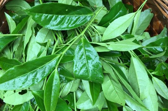 大紅袍可以放10年嗎，大紅袍放了十年能喝嗎