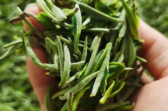 金壇雀舌算不算好茶，金壇雀舌屬于什么檔次茶葉？