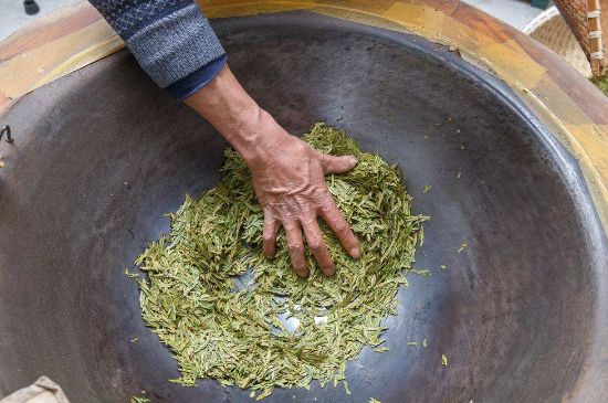 雀舌有一股青草味，雀舌為什么有青草味？