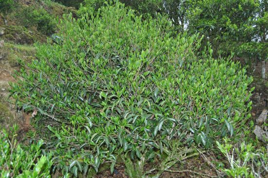 肉桂茶屬于紅茶嗎，牛欄坑肉桂是紅茶還是綠茶？