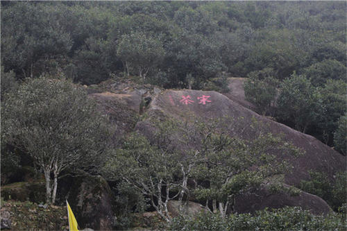 宋種一號(hào)價(jià)值為什么高，鳳凰單樅宋種1號(hào)價(jià)格與產(chǎn)量多少？