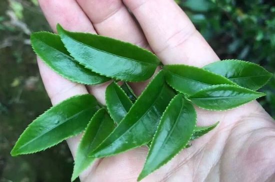 鋸朵仔跟鴨屎香哪個貴，鋸朵子和鴨屎香哪個好喝？