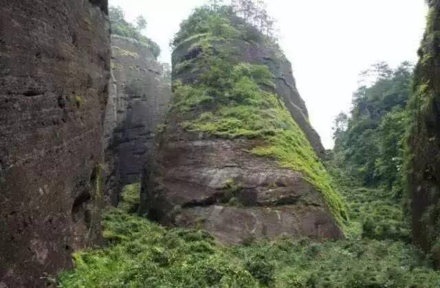 武夷山為什么盛產(chǎn)茶葉，武夷山茶為什么好喝？