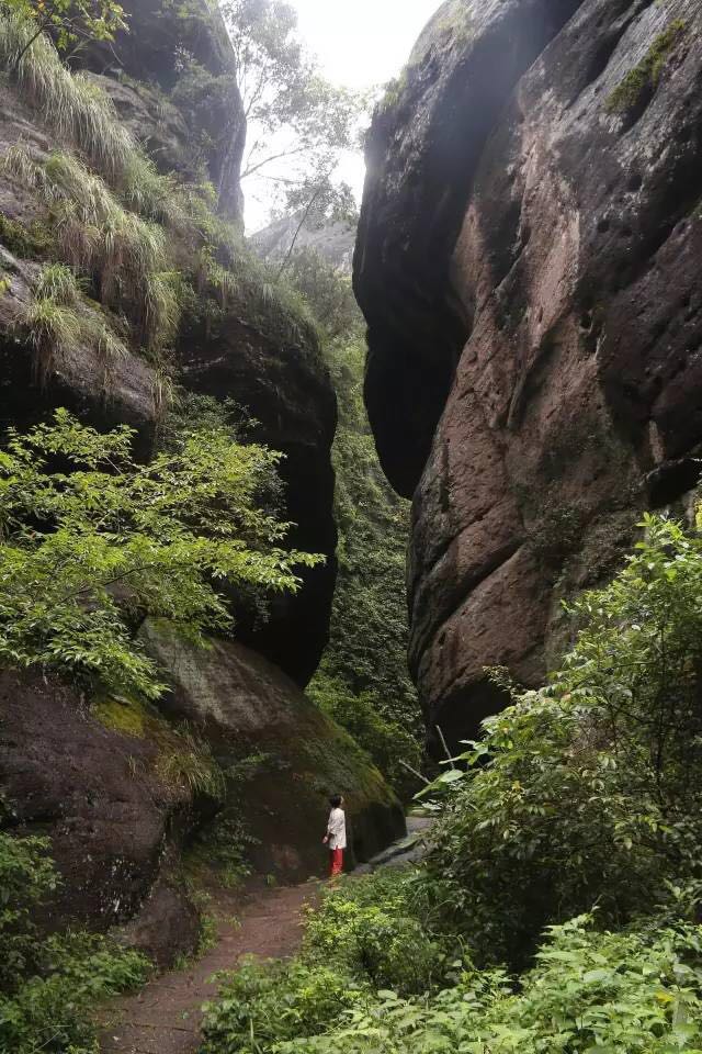 武夷山為什么盛產(chǎn)茶葉，武夷山茶為什么好喝？