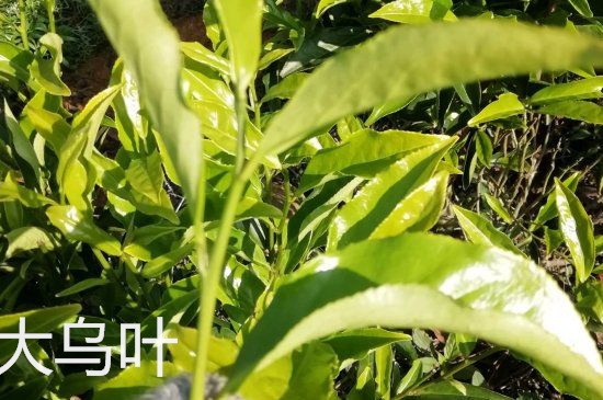 鴨屎香和大烏葉是同一種茶葉嗎，單叢大烏葉和鴨屎香有什么區(qū)別？
