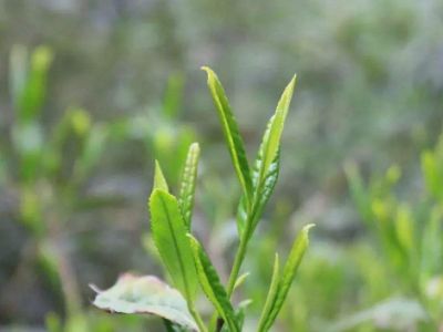 六安瓜片的功效與禁忌，六安瓜片適合什么人喝