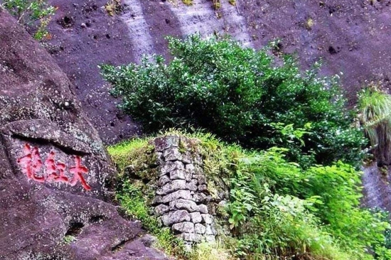 宋種一號(hào)價(jià)值為什么高，鳳凰單樅宋種1號(hào)價(jià)格與產(chǎn)量多少？