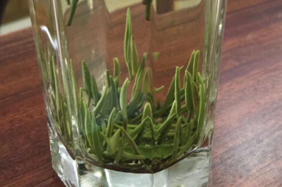 竹葉青和雀舌哪個(gè)貴，竹葉青茶貴嗎？