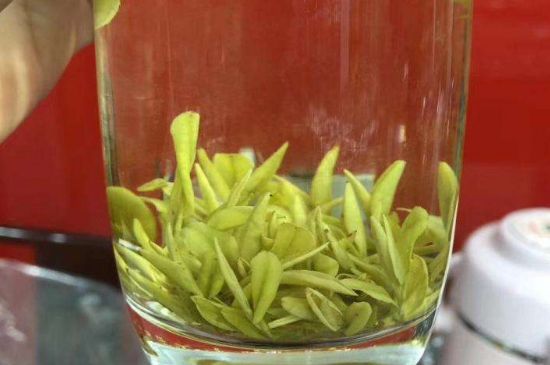 茶中奇葩黃金芽，安吉白茶中黃金芽的特點(diǎn)