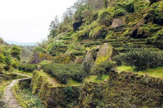 肉桂茶和大紅袍哪個貴，武夷山肉桂與大紅袍的價格比較