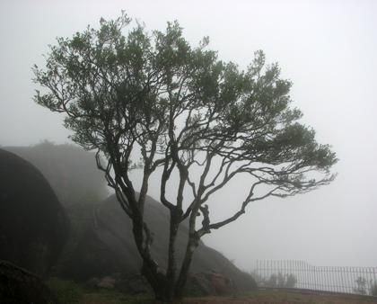 宋種一號(hào)價(jià)值為什么高，鳳凰單樅宋種1號(hào)價(jià)格與產(chǎn)量多少？