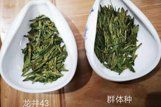 43號(hào)龍井屬于好茶嗎，龍井茶43號(hào)是什么意思？